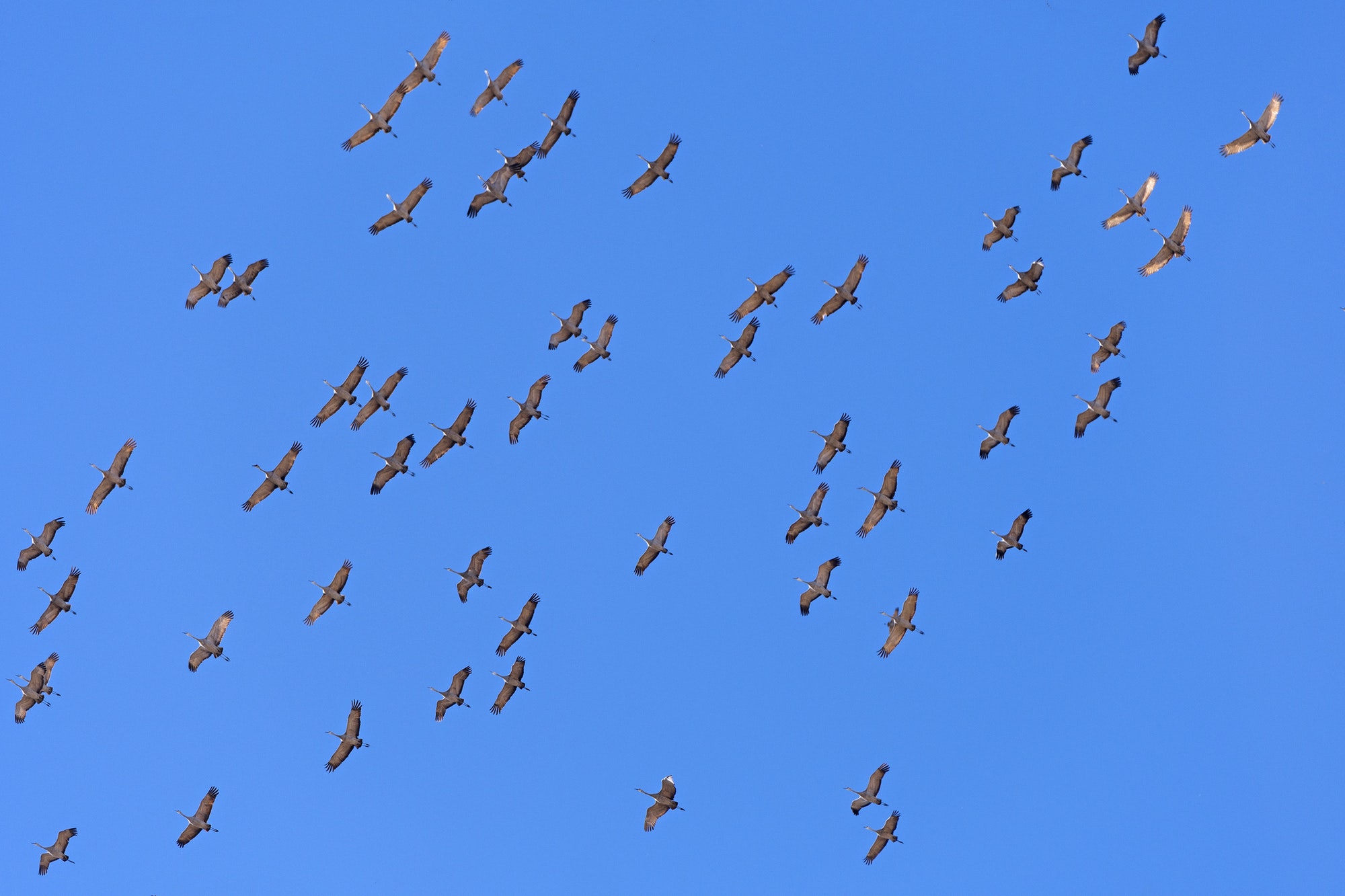 Cranes flying overhead on Migration